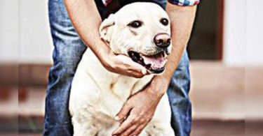 GHMC to hunt for illegal dog farmers