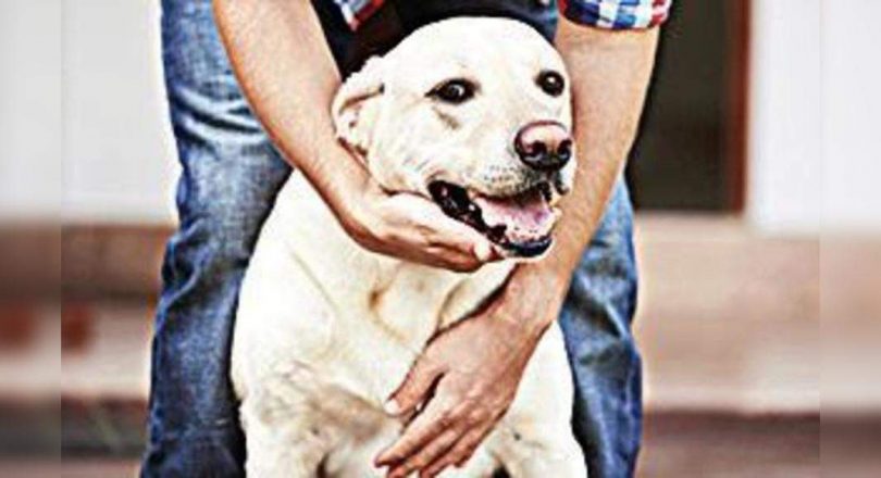 GHMC to hunt for illegal dog farmers