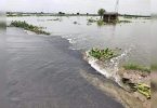 The city's large waterways flooded for 12k hectare of Land Agri: farmers