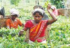 Assam: small tea farmers to supply 40% of good quality tea leaves