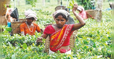 Assam: small tea farmers to supply 40% of good quality tea leaves
