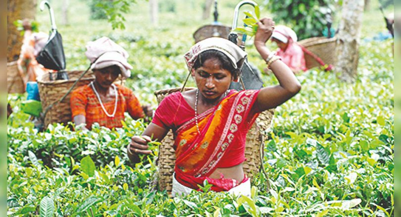 Assam: small tea farmers to supply 40% of good quality tea leaves