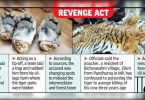 Poacher nabbed with tiger skin and chopped four chopped