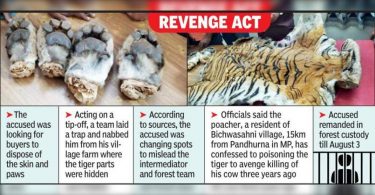 Poacher nabbed with tiger skin and chopped four chopped