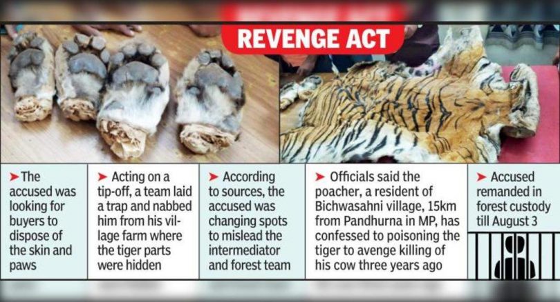 Poacher nabbed with tiger skin and chopped four chopped