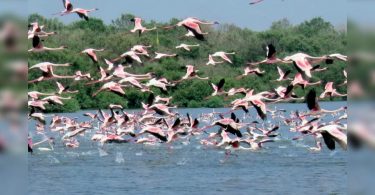 The 10km buffer zone for the destruction of Thane Creek can achieve the Mumbai development project