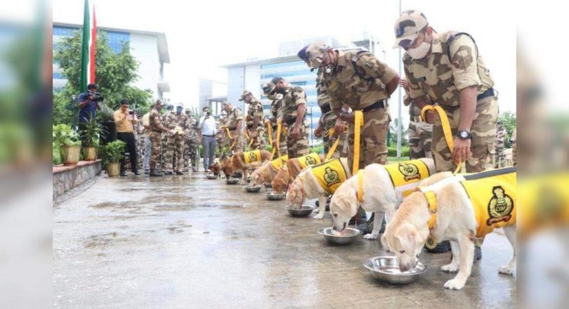 Delhi: CISF Adieu's offer to 7 dogs with food and medals