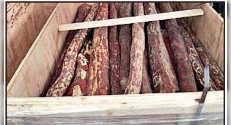 B'luru: Red Sanders Worth RS 6CR confiscated in Kia