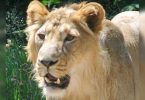 Eight new satellite habitats for lions planned in Guj