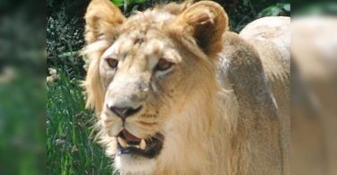 Eight new satellite habitats for lions planned in Guj
