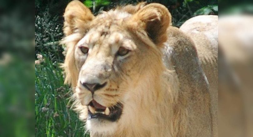 Eight new satellite habitats for lions planned in Guj