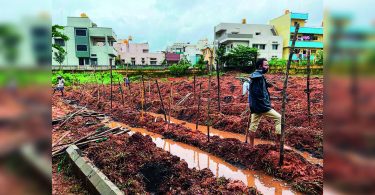 Karnataka: Miyawaki Urban Forest is planned in Dharwad