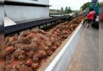 The government removes import restrictions on fine palm oil until December