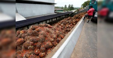 The government removes import restrictions on fine palm oil until December