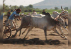 Pune: 12 land in difficulty holding a bullock train race