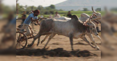 Pune: 12 land in difficulty holding a bullock train race