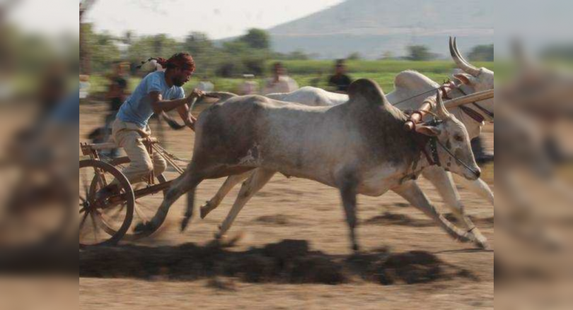 Pune: 12 land in difficulty holding a bullock train race