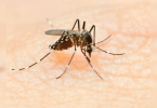 40 cases of dengue fever in Delhi this year so far