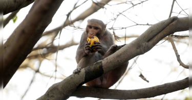 The US increases funds to breed more monkeys after covid