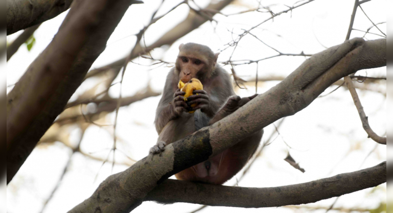 The US increases funds to breed more monkeys after covid