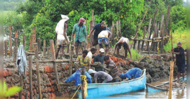 Goa: Long Rain Week-Sunday Leaves Damaged in Divar, Morosa Farmers