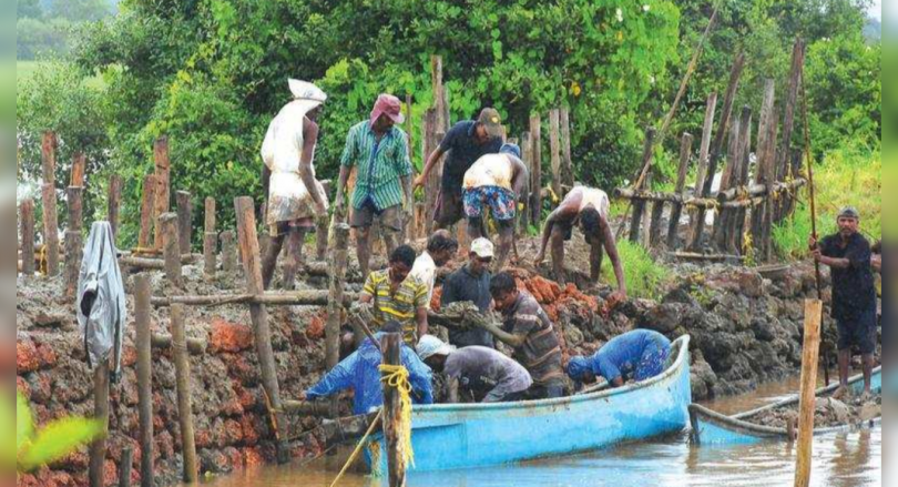 Goa: Long Rain Week-Sunday Leaves Damaged in Divar, Morosa Farmers