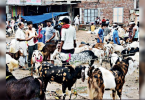 Rajasthan: Lull Goat Market Towards Bakra Eid Al-Fitr
