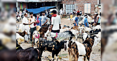 Rajasthan: Lull Goat Market Towards Bakra Eid Al-Fitr