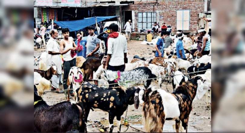 Rajasthan: Lull Goat Market Towards Bakra Eid Al-Fitr