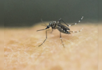 One more positive test for Zika in Kerala; 38 cases in total