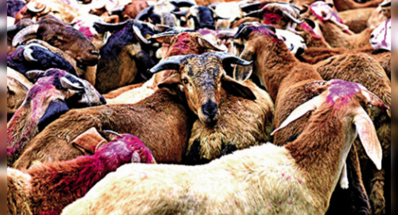 Hectic activity on Eve Bakrid in the old city of Hyderabad