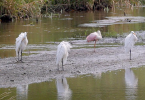 Rare pink water birds in Michigan, public fun