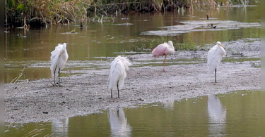 Rare pink water birds in Michigan, public fun