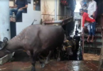 Kalyan Rain: Hundreds of Buffaloes shifted to a safer place