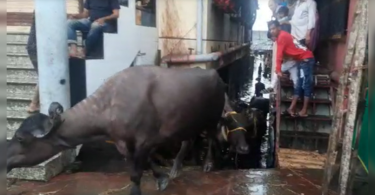 Kalyan Rain: Hundreds of Buffaloes shifted to a safer place