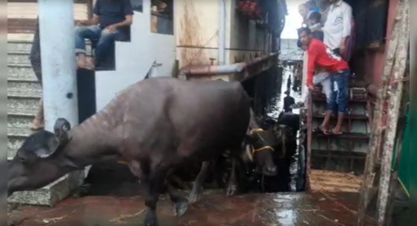 Kalyan Rain: Hundreds of Buffaloes shifted to a safer place