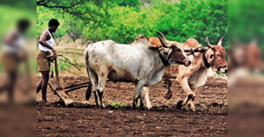 Monsoon saw Spurt in a Covid case among farmer workers