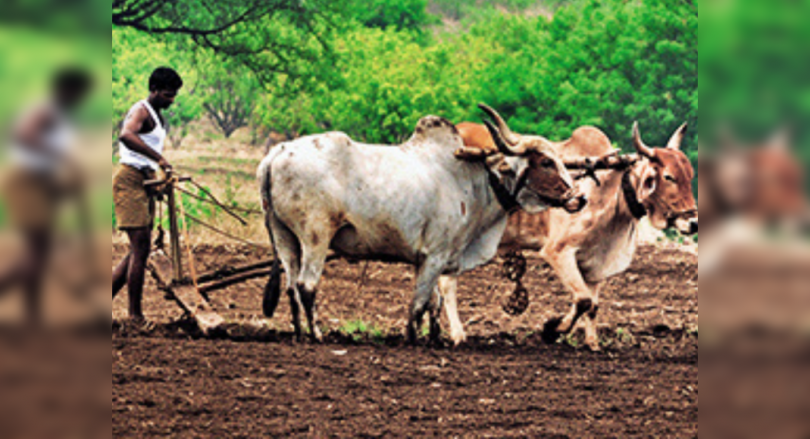 Monsoon saw Spurt in a Covid case among farmer workers