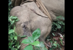 Elephant was killed in a shootout between guards & smugglers