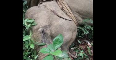 Elephant was killed in a shootout between guards & smugglers