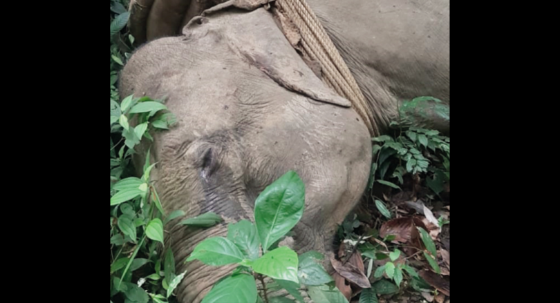 Elephant was killed in a shootout between guards & smugglers