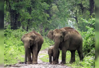 Caught in a shootout between smugglers and guards, elephants were killed in Assam Forest