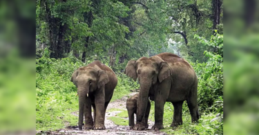 Caught in a shootout between smugglers and guards, elephants were killed in Assam Forest