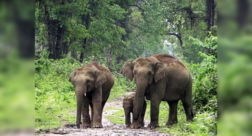 Caught in a shootout between smugglers and guards, elephants were killed in Assam Forest