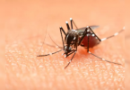27 Dengue Cases in Chandrapur this year, 18 in July only