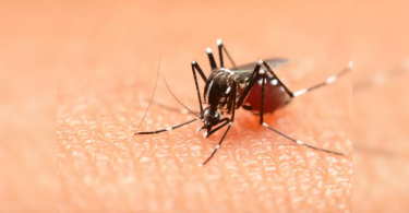 27 Dengue Cases in Chandrapur this year, 18 in July only