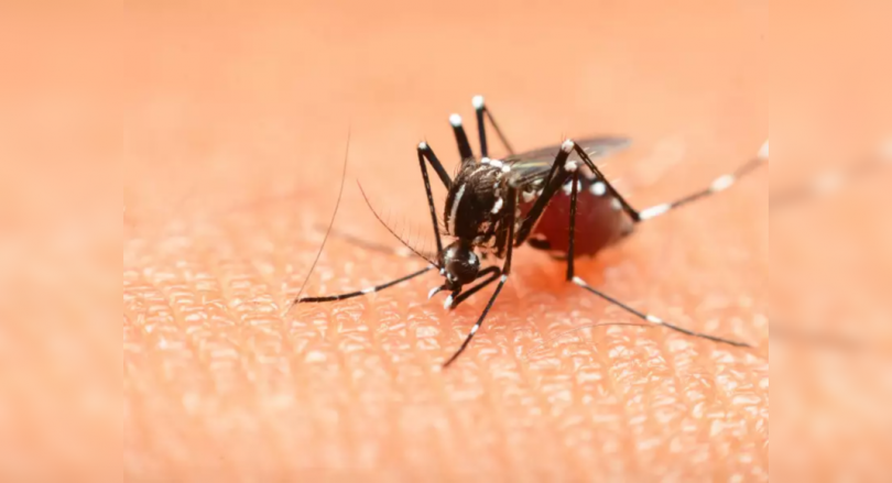 27 Dengue Cases in Chandrapur this year, 18 in July only