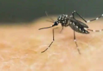 Three cases zika again in Kerala