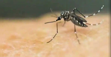 Three cases zika again in Kerala