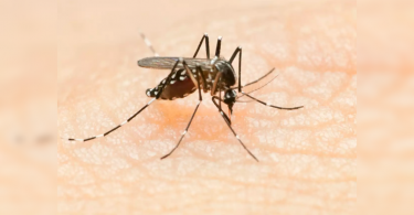 Two more positive tests for Zika in Kerala; Total now 46.